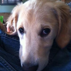 Meet your Posher, Cody